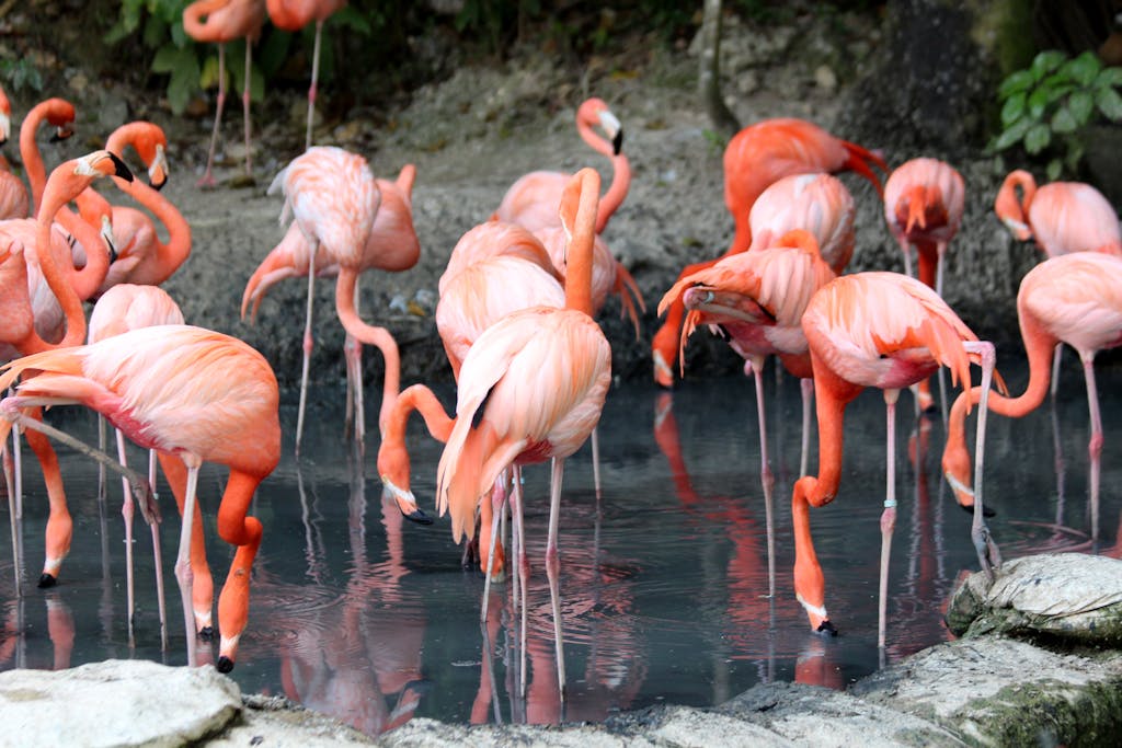 7 Lesbian Travel Secrets - Flock Of Flamingo