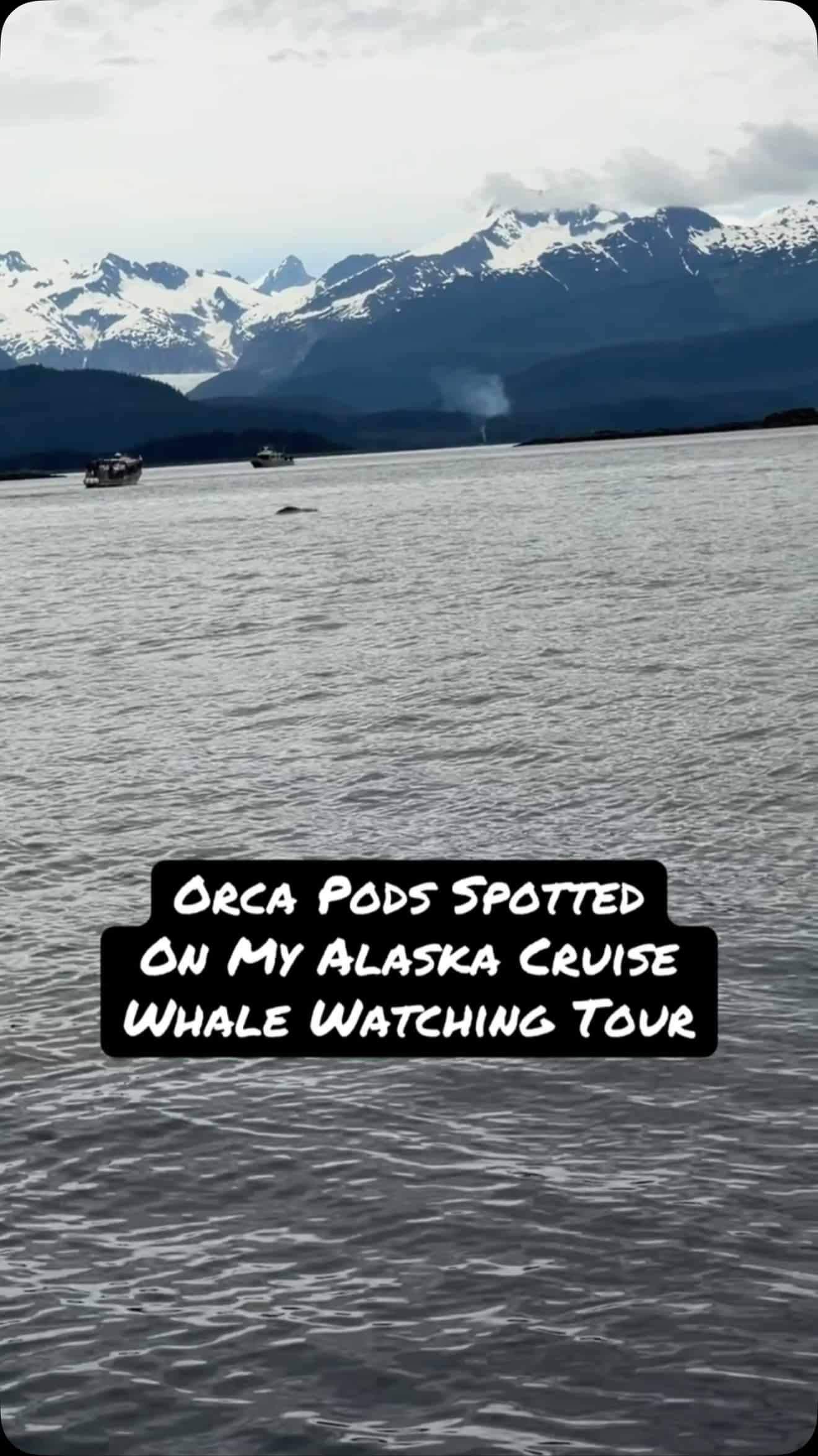 One of the most unforgettable moments from my Alaska cruise. 🐋 Seeing wild orcas while whale watching in Juneau is something I’ll never forget. If you’re sailing Alaska, don’t skip this excursion—it was absolutely worth it. 🚢❄️#AlaskaCruise #StarPrincess #Juneau #WhaleWatching