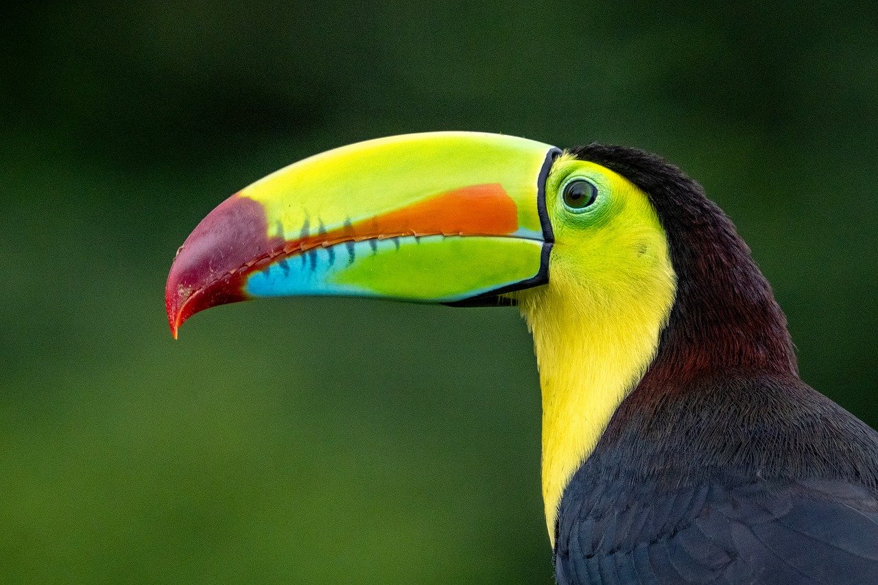 Costa Rica Vacation Plans Wildlife Scenery